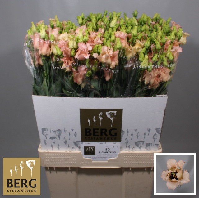 <h4>Lisianthus Falda Apricot</h4>