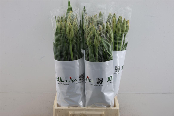 <h4>Tu En Fr Avignon</h4>