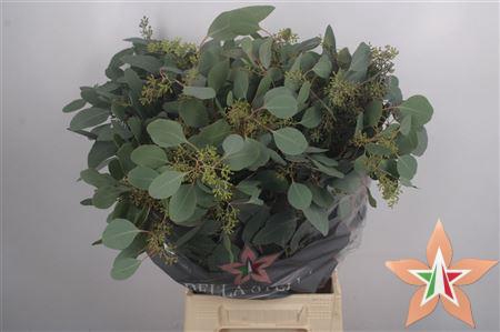 <h4>Euc Populus Berry Per Bunch 300gram</h4>