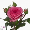R TR BARONE FREILAND