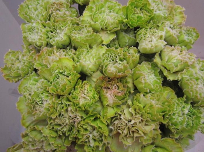 <h4>Di St G Groen</h4>