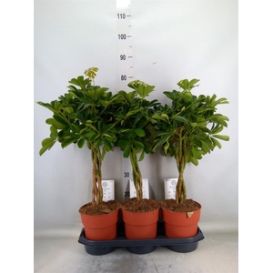 Schefflera arbor. 'Compacta'