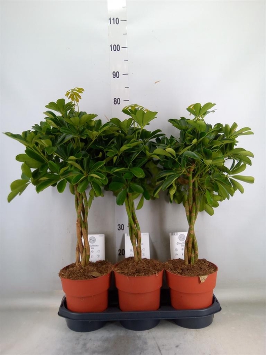 <h4>Schefflera arbor. 'Compacta'</h4>