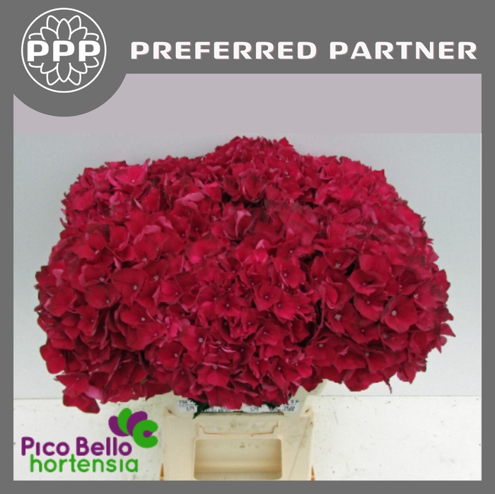 <h4>Hydrangea mag ruby red</h4>