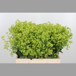 Alchemilla