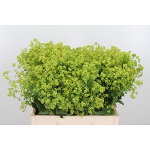 Alchemilla