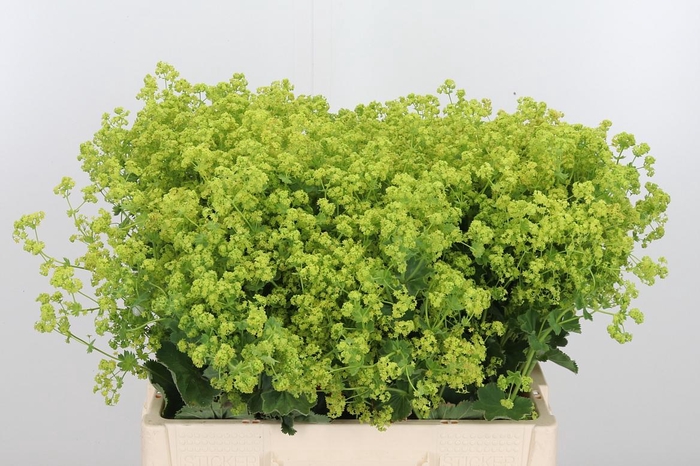 <h4>Alchemilla</h4>