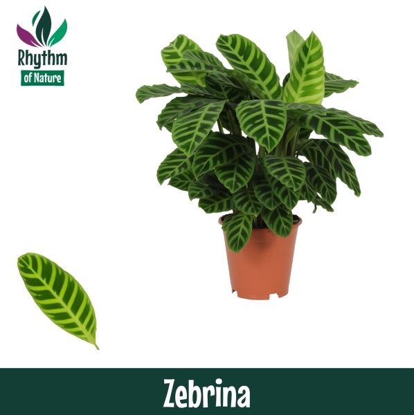 <h4>Calathea zebrina</h4>