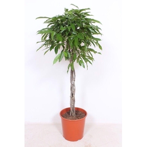 Ficus Amstel King