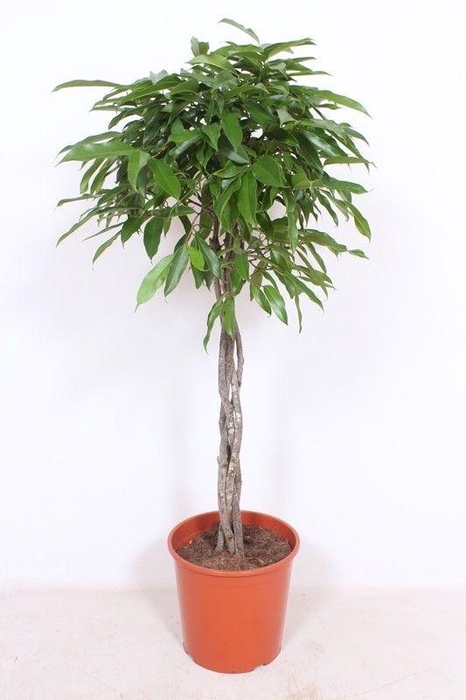 <h4>Ficus Amstel King</h4>