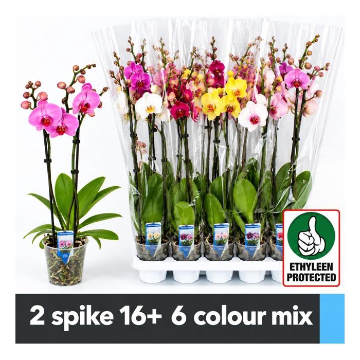 <h4>PHAL GEM 6 KL</h4>