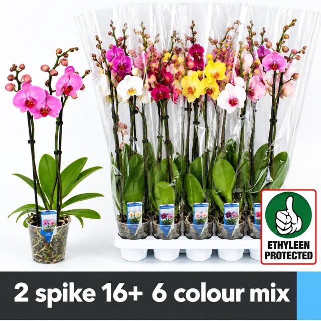 PHAL GEM 6 KL
