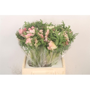 Anem Mistral Hanoi X25