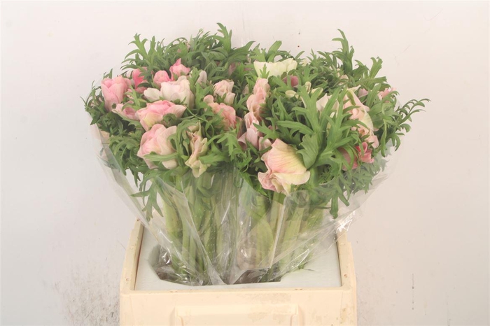 <h4>Anem Mistral Hanoi X25</h4>