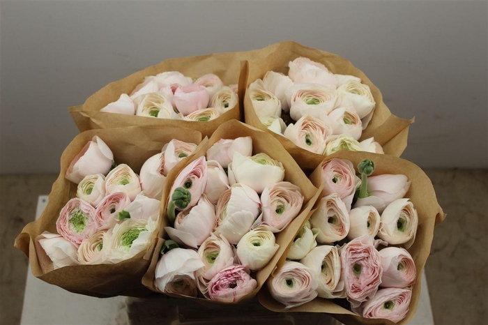 <h4>Ran Cloni Ex Hanoi</h4>