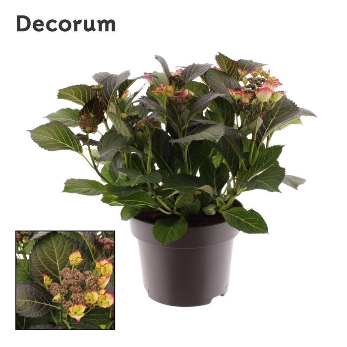 <h4>Hydrangea Black Diamonds Dark Angel</h4>