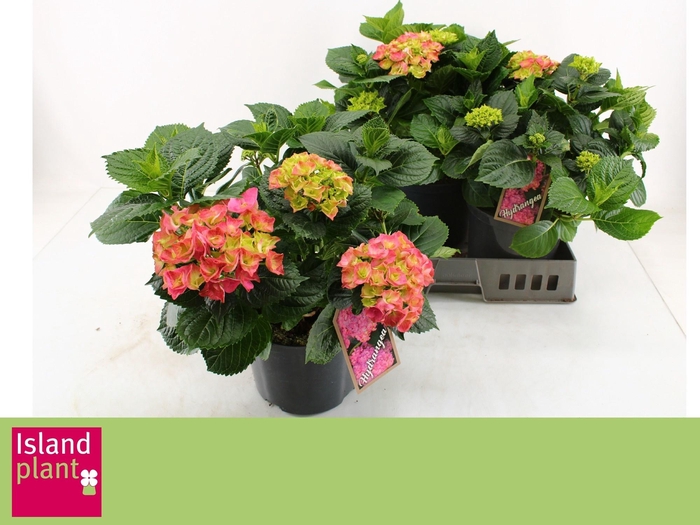 <h4>HYDR M EARLY ROSA</h4>