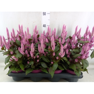 Celosia arg. SP 'Wild Pink'