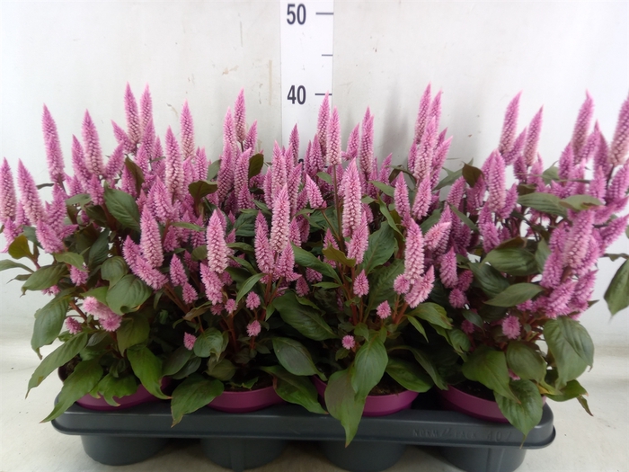 <h4>Celosia arg. SP 'Wild Pink'</h4>