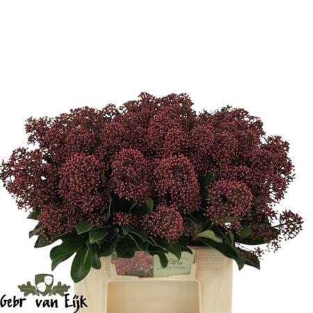 <h4>Skimmia J Rubella Bs</h4>