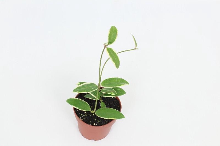 <h4>Hoya Overig Verticillata</h4>