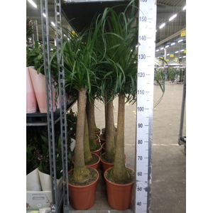 Beaucarnea recurvata