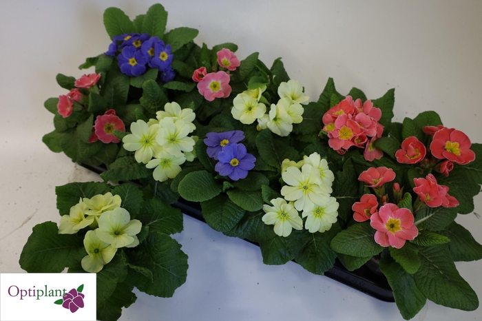 arr8 Prim Ac Candy Gem