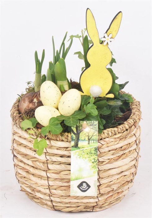 <h4>Mais mand 16cm</h4>