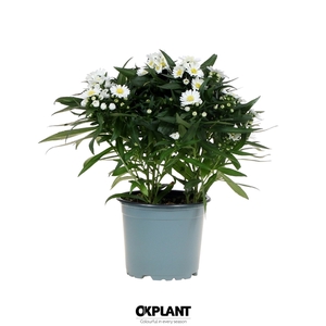 Aster Starletta Serie white
