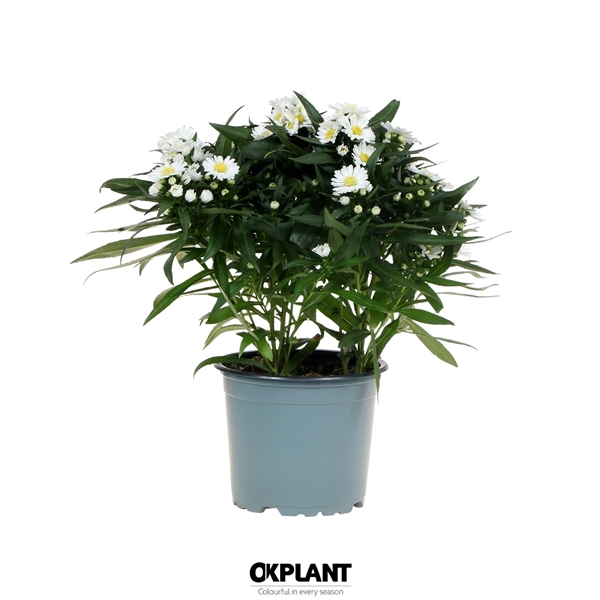 <h4>Aster Starletta Serie white</h4>