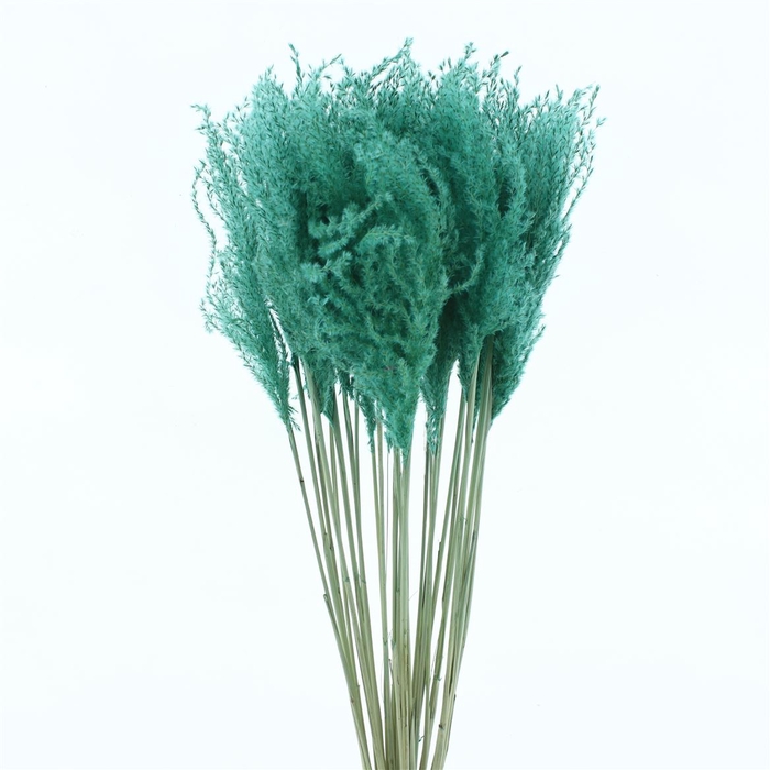 <h4>Dried Stipa Feather Turqouise</h4>