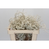 Amaranthus Yearming Desert