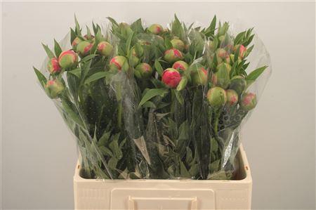 <h4>Paeo L Coral Charm</h4>