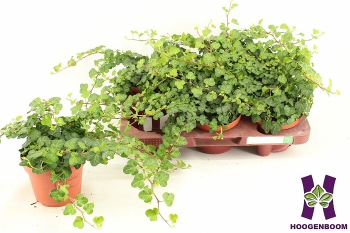 <h4>HED HE WONDER</h4>