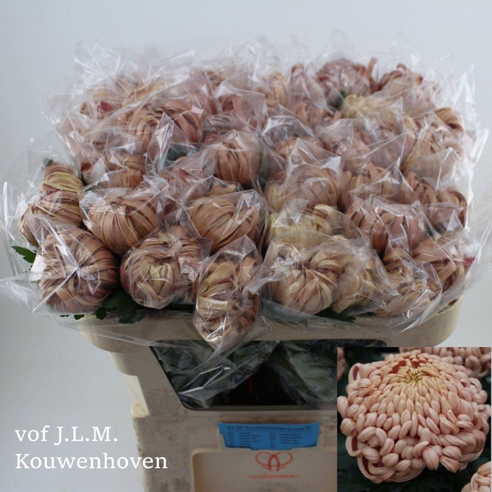 <h4>Chr g Vienna Copper</h4>