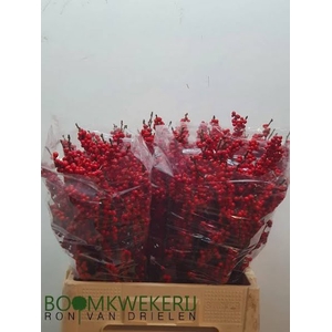 Ilex Vert Berry Red 60cm Drielen Extra