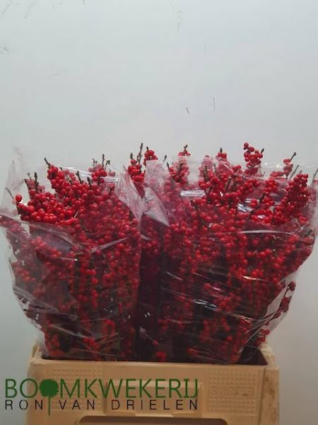 <h4>Ilex Vert Berry Red 60cm Drielen Extra</h4>