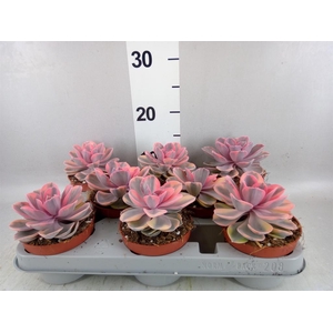 Echeveria   ...