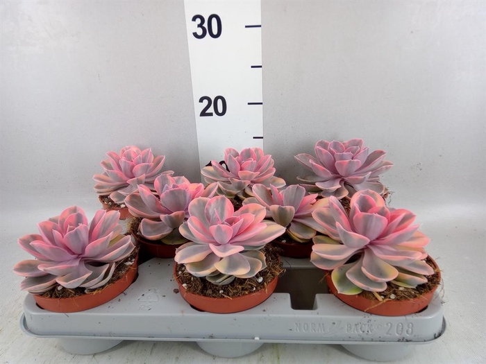 <h4>Echeveria ...</h4>