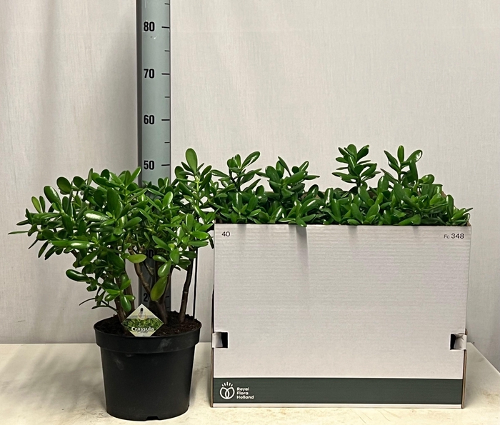 <h4>CRASS OVATA</h4>