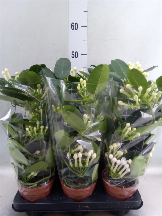 <h4>Stephanotis floribunda   ...</h4>