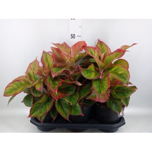Aglaonema   ...