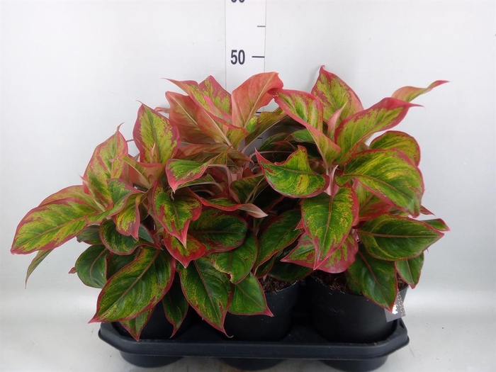 <h4>Aglaonema   ...</h4>
