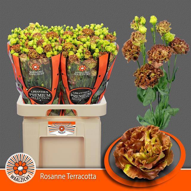 <h4>Eustoma gef Rosanne Terracotta</h4>