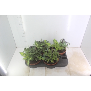 COQUETEL 7 ERVAS C21