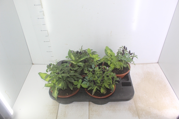 <h4>COQUETEL 7 ERVAS C21</h4>