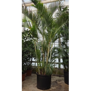 Dypsis lutescens (Areca)