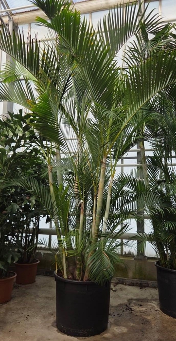 <h4>Dypsis lutescens (Areca)</h4>