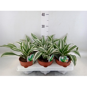 Dracaena frag. 'White Jewel'