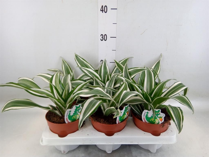 <h4>Dracaena frag. 'White Jewel'</h4>